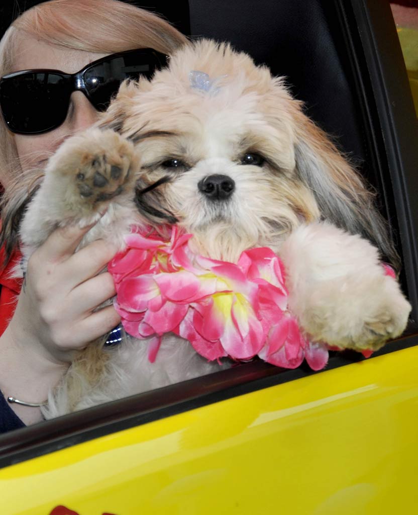 Obie enjoys the parade with his owners. Picture: Dave Noonan and Nev Madsen