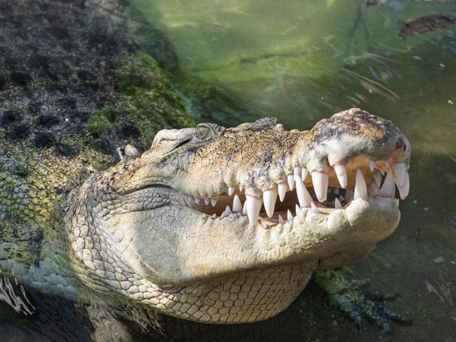 Goliath during feeding presentation. Photo: ZOOM Wildlife Park