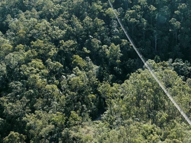 Detailed designs for Mt Coot-tha Zipline unveiled