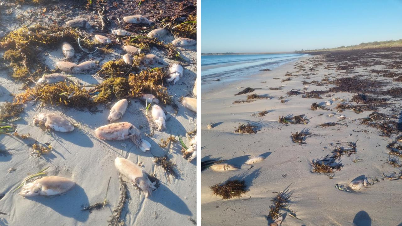 Thousands of cuttlefish wash up at holiday hotspot