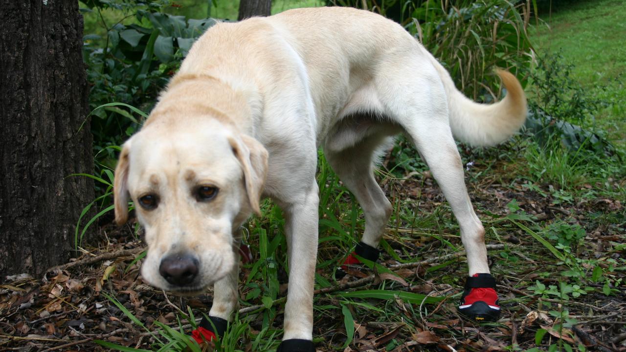 The National Fire Ant Eradication Program has revealed they will work with police to ensure all areas of fire ant zones are treated with bait. Picture: Supplied