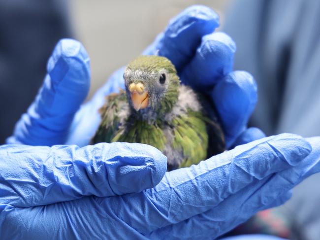 Orange Bellied Parrot chick at Seven Mile Beach breeding facility on Wednesday, December 18, 2024.