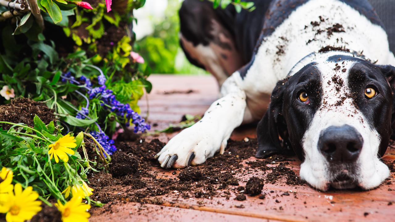 Are camellia plants 2024 poisonous to dogs