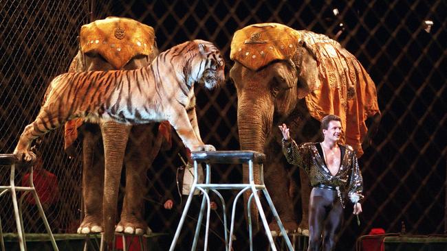 Are wild animals in circuses banned in Australia: the government needs to  act | The Courier Mail