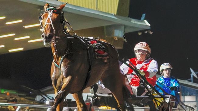 Queen Elida will have one more start at Menangle on Saturday night before a spell. Picture: Dan Costello