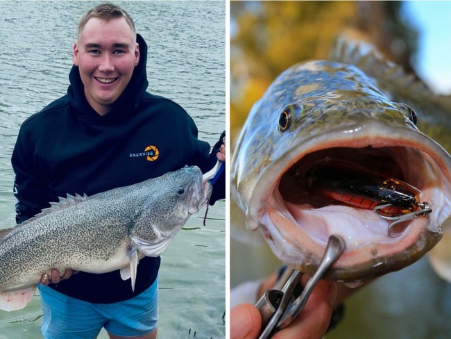 A ‘magnificent and prestigious’ native fish once on the brink of extinction is making a powerful comeback in SA waterways.