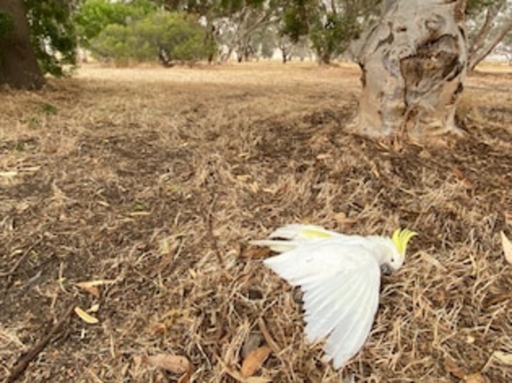 In some cases the heat alone has been enough to kill, with reports of cockatoos and other native birds dropping dead amid soaring temperatures. Picture: AP/Bill Wallace.