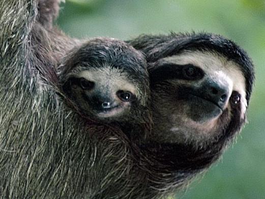 Amazing mammals - The world's slowest mammal, the three-toed sloth.