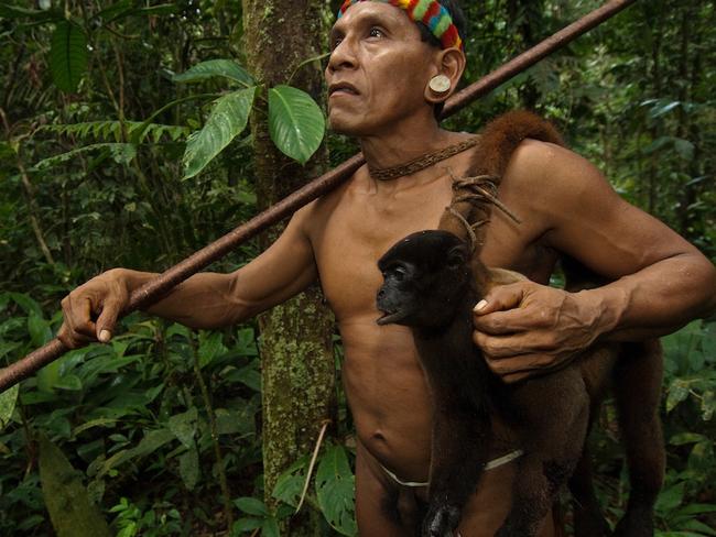 ONE TIME WEB USE ONLY - FEE APPLIES -  SPECTACULAR images offering insight into the lives of the Huaorani people in the Ecuadorian Amazon have been revealed showing how they use traditional methods to hunt monkeys for food. The collection of pictures show people with dead monkeys hanging around their necks and another person in the trees in action trying to catch their next meal with a blow gun. Other shots show a man creating an ornate headpiece and woman knitting a hat. Other shots offer further insight into what the people eat with bare toucans, the bird made famous through advertising the Irish stout Guinness, hanging from their necks and a peccary pig roasting on an open flame. The stunning pictures were taken by conservation photographer, Pete Oxford (58) from Torquay, Devon in the Ecuadorian Amazon. To take his shots, Pete used a Nikon camera. Pete Oxford / mediadrumworld.com