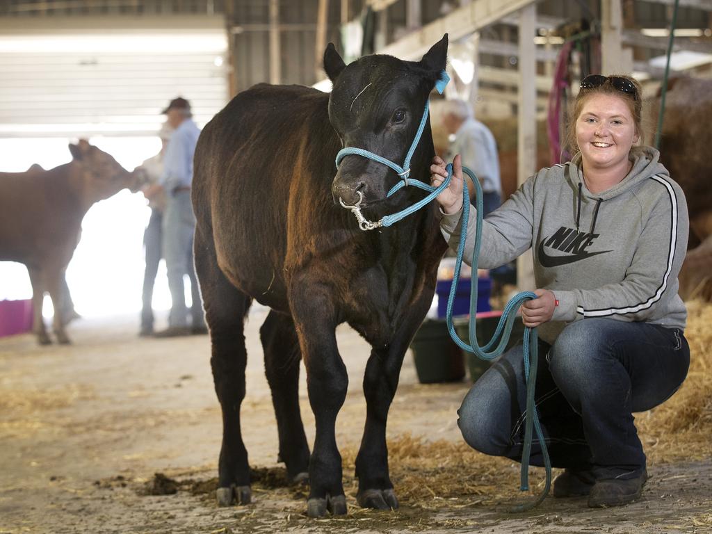 Shaya Barwick of Arrow Angus, Mount Seymour with a bull calf at the Hobart Show. PICTURE CHRIS KIDD