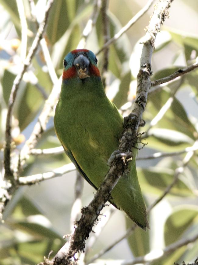 A double-eyed fig parrot. Picture: Greg Roberts