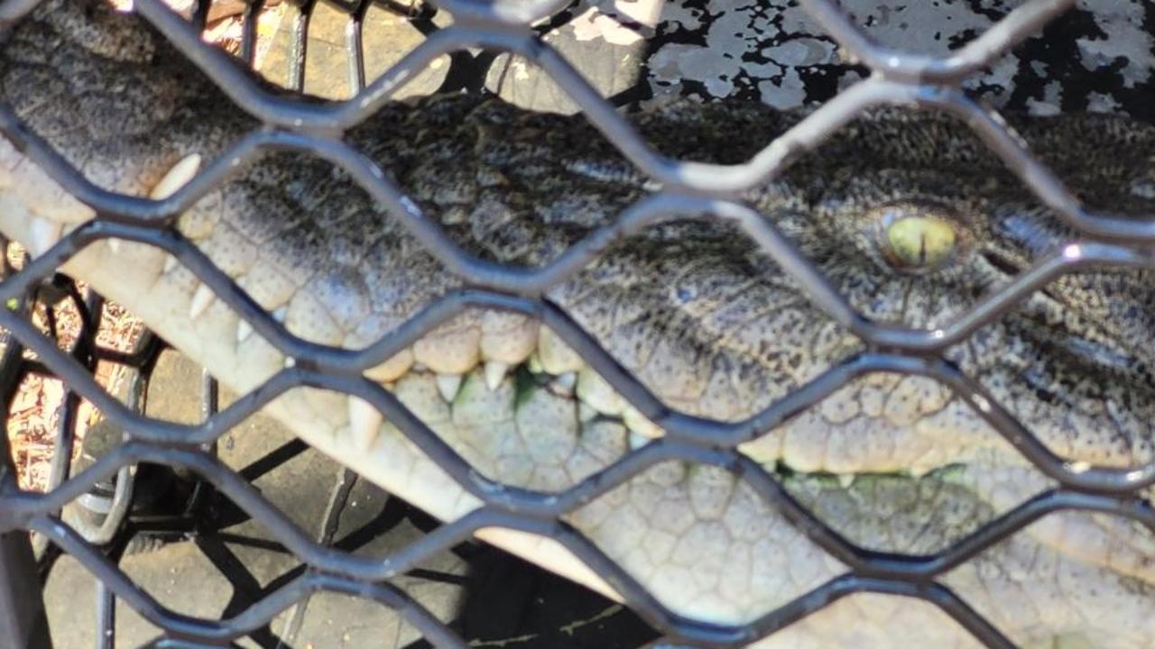 Croc traps set in Fitzroy training exercise to prepare for catching ...