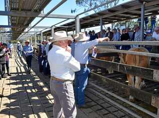 All Breeds Sale at Casino Saleyards. Picture: Susanna Freymark