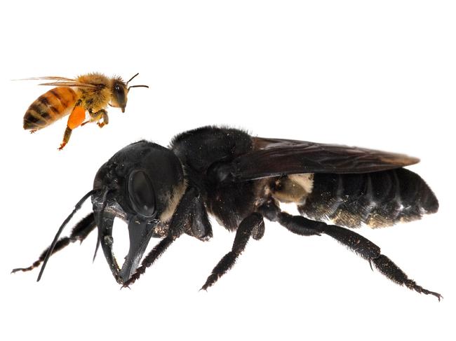 One of the first images of a living Wallaceâ€™s giant bee. Megachile pluto is the worldâ€™s largest bee, which is approximately 4x times larger than a European honey bee. (Composite). Photo by Clay Bolt.