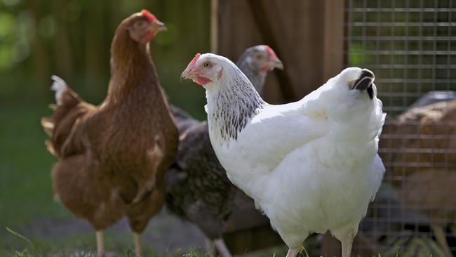 “The hens need the rooster, otherwise they would pluck each other,” owner Michael says. Picture: iStock