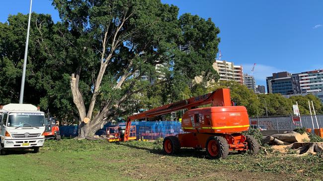 More trees are cleared yesterday. Picture: Noel Dona