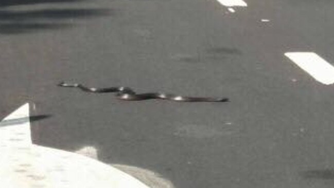 The red-bellied black snake which halted traffic on Narellan Road.