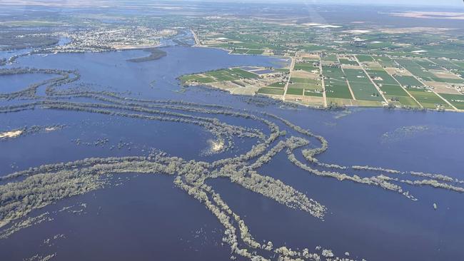 River Murray flooding above Renmark. Picture: Steve Turner