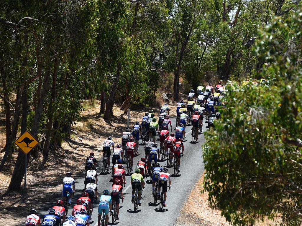 The peloton rolls through the Adelaide Hills.