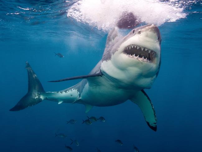 Neptune Island,Australia, Great White Shark