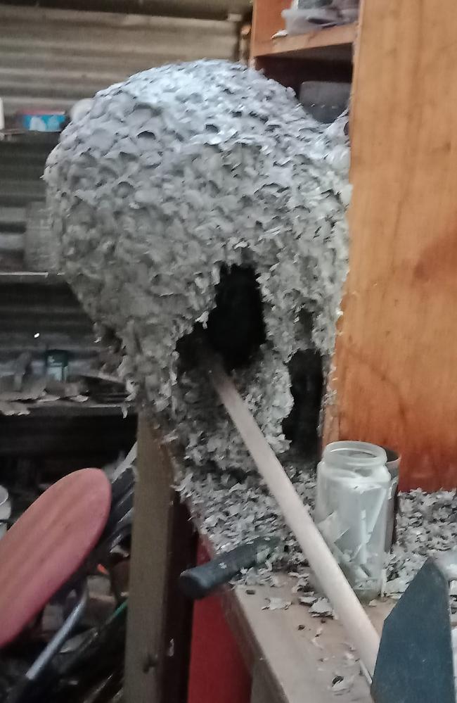 An expert told news.com.au it was a European wasps nest. Picture: Facebook
