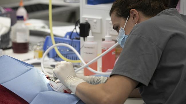 Dr Jenny Holmes operates on the popped eye of Pete, the pug. Picture: Mark Cranitch