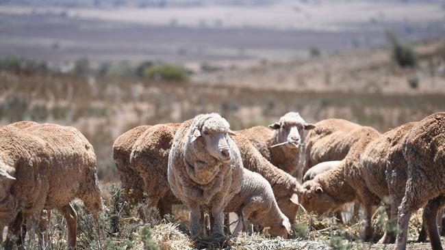 More people are negative about running sheep.