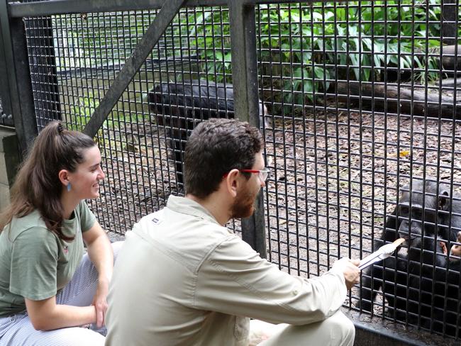 Chimpanzees at Rockhampton Zoo