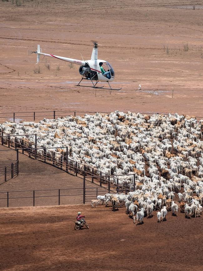 The incident occurred during a ‘routine mustering operation’. Picture: Facebook