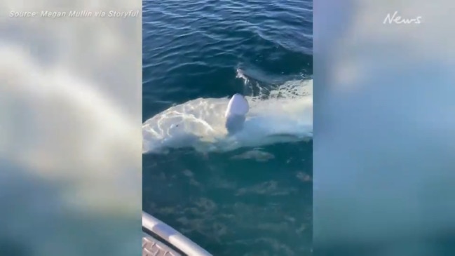 World famous whale greets volunteers with 'high five'