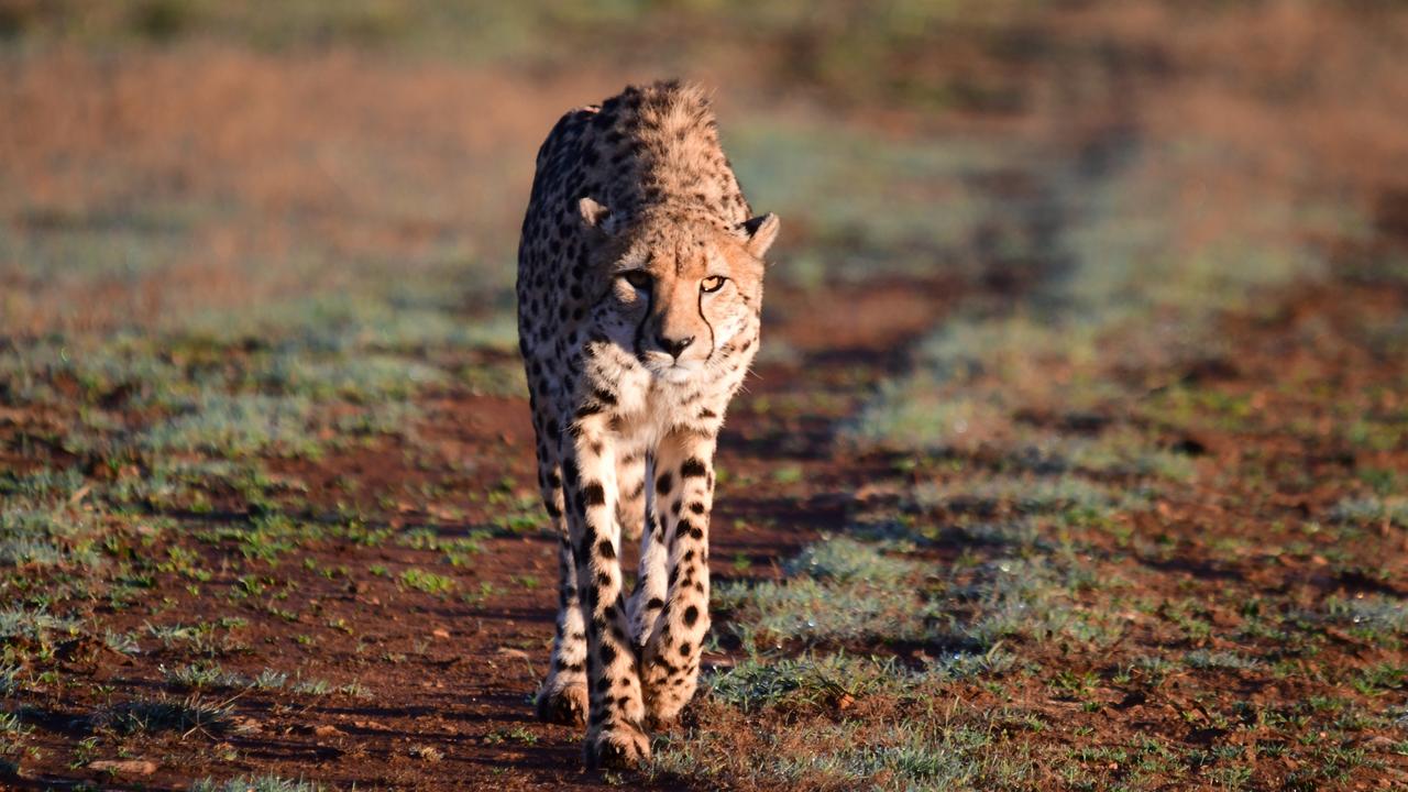 Breakfast for a cheetah? Dawn picture: Geoff Brooks, Monarto Safari Park