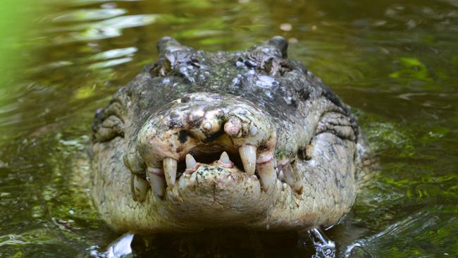 A saltwater crocodile. Picture: iStock.