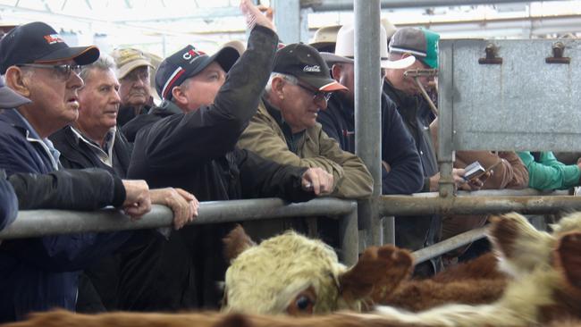 Action from the Wangaratta cattle sale. Picture: Jenny Kelly