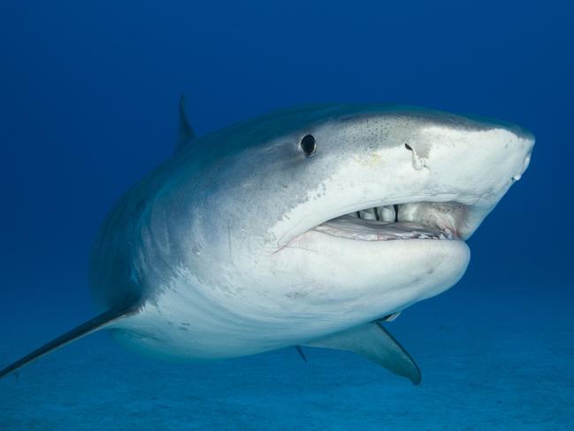 There has been only one deadly shark attack on Queensland beaches since nets were introduced in 1962.