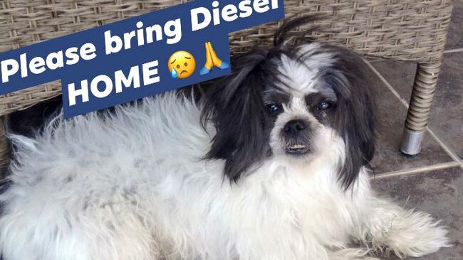 Diesel has been missing for the entire winter. He was last seen on May 26.