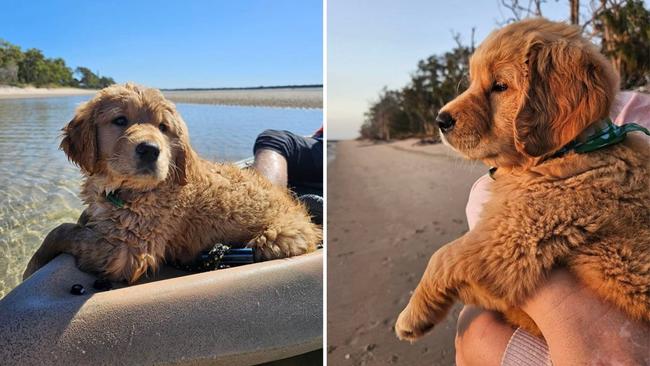 Kirra: Billy Dawson's 6 month old Golden Retriever