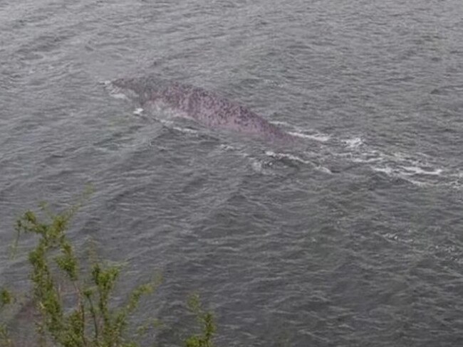 Steve Challice's photo at Loch Ness sparked speculation of the famous Loch Ness monster. Picture: Steve Challice