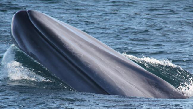 Blue whale. Picture Rosemary Gales.