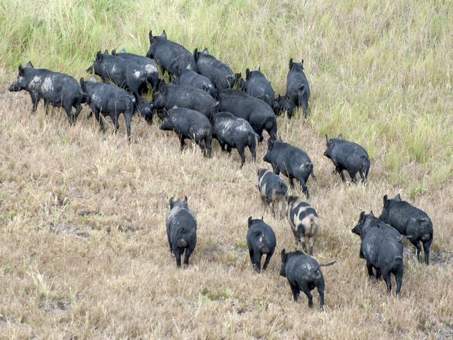 WEEKEND TELEGRAPHS SPECIAL. , PLEASE CONTACT WEEKEND PIC EDITOR JEFF DARMANIN BEFORE PUBLISHING.     , , A war is raging out bush. An army of pigs has been marching across NSW, their having exploded off the back of wet weather over the past year. Crops are being damaged, fields destroyed and produce eaten. In response, a team of "feral fighters" have formed - some of the experienced hunters in the State.  	Feral Pigs