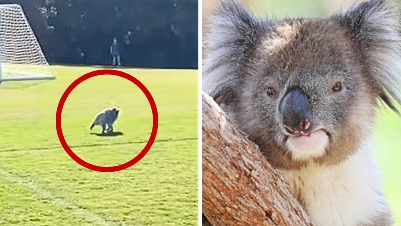 Football game halted as koala carrying joey crosses field