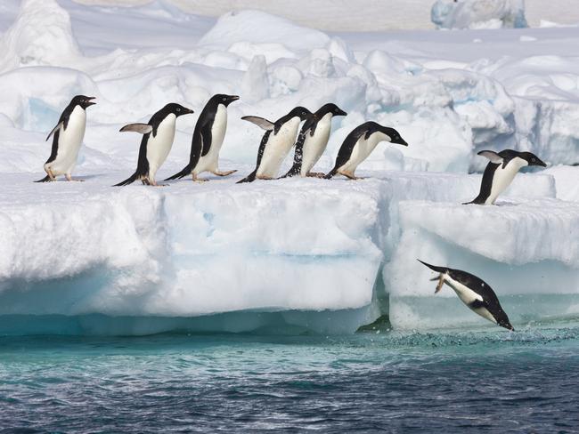 Adelie penguins leap off a floating icebergs near Paulet Island, Antarctic Peninsula.