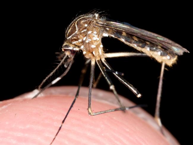 A generic photo of a mosquito on the tip of a finger.