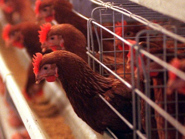 AUG 14, 2000 : Battery chickens (hens) at Diamond Valley Egg Farm. PicAlan/Funnell. / Vic / Industry / Farming / Poultry farms birds