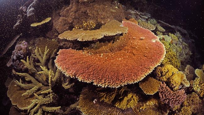 Robots showered the fertilised baby coral onto Moore Reef, off Cairns. Picture: Peter Harrison