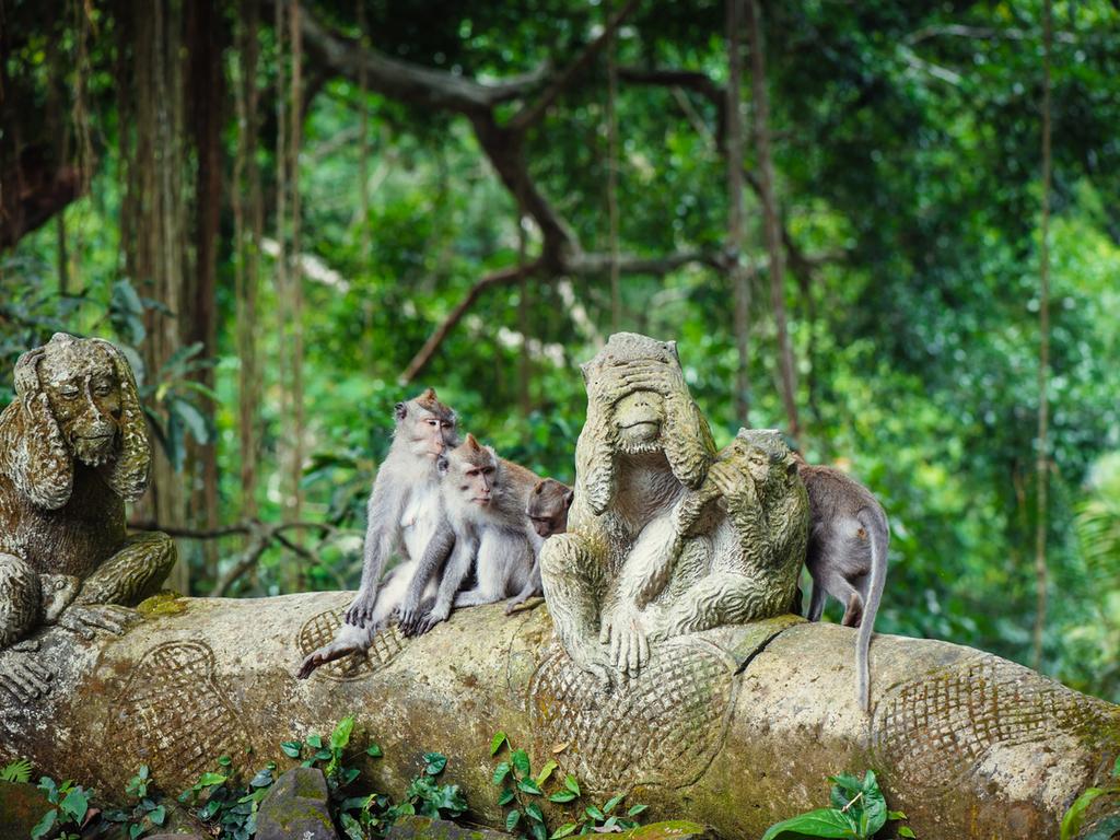 <h2>BEST THINGS TO DO WITH TODDLERS IN BALI</h2><h2><strong>Check out the Ubud Monkey Forest</strong></h2><p>Not only does this forest in the heart of Ubud have spiritual significance for the Balinese, it's also the habitat of more than 600 macaque monkeys. Free-roaming, the long tailed monkeys scamper along the forest's pathways, walls and temples, and can become over-friendly once you produce bananas. Children under 3 enter for free, just don't carry any food on you to tempt the monkeys if you are bringing bubs.</p><p class="button-common"><a title="https://klook.prf.hn/click/camref:1011lSLfA/pubref:ESC--evergreen--/destination:https://www.klook.com/en-AU/activity/67185-sacred-monkey-forest-ubud-admission-ticket-bali/" href="https://klook.prf.hn/click/camref:1011lSLfA/pubref:ESC--evergreen--/destination:https://www.klook.com/en-AU/activity/67185-sacred-monkey-forest-ubud-admission-ticket-bali/" target="_blank" data-cta="https://klook.prf.hn/click/camref:1011lSLfA/pubref:ESC--evergreen--/destination:https://www.klook.com/en-AU/activity/67185-sacred-monkey-forest-ubud-admission-ticket-bali/" data-editable="true">Book here</a></p>