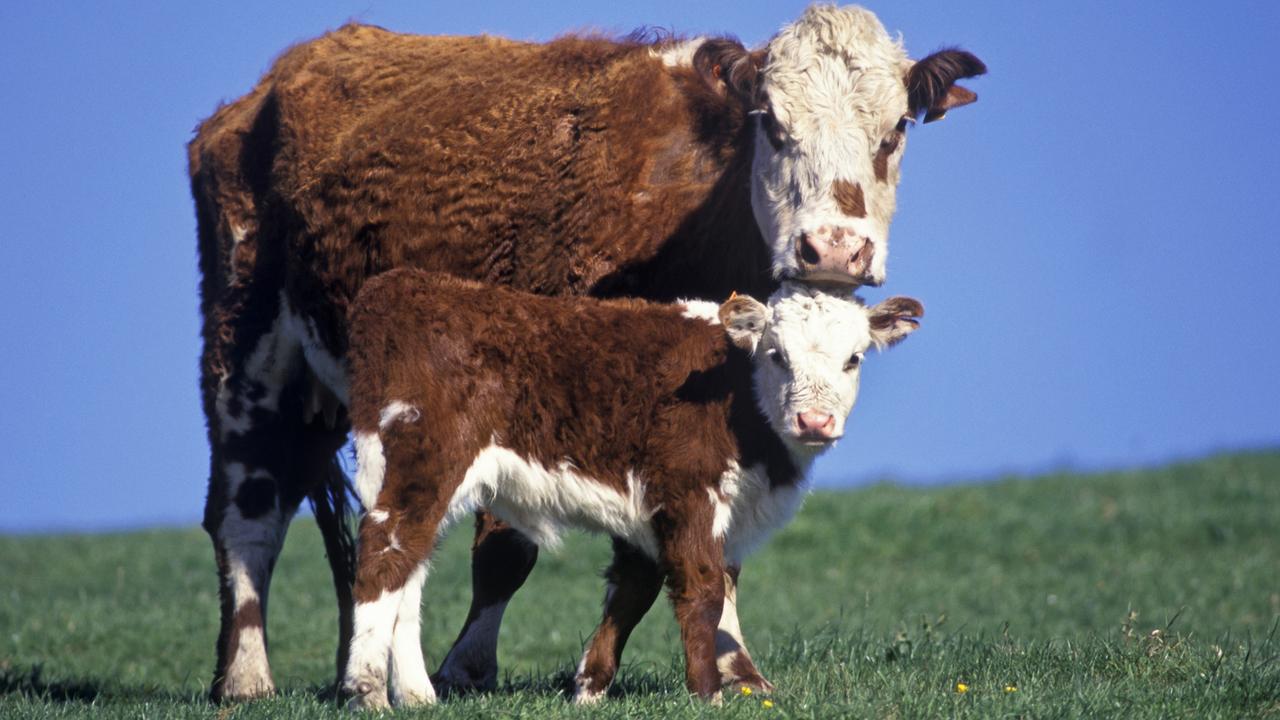 Environmental beef: Science and costs highlight folly over unwavering ...