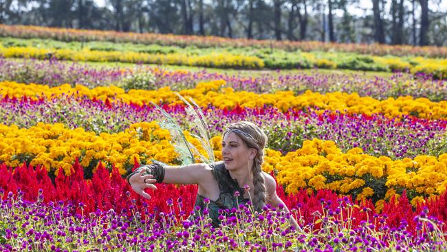 Fairy performer amid fields of colourful flowers at KaBloom festival.