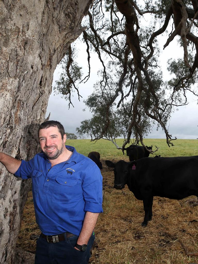 Barfold Beef farmer Matthew Shea, Barfold,  Picture Yuri Kouzmin