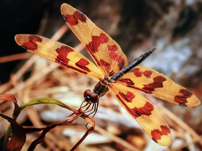 Photo: Sally Ward. The 17th Annual C.ex Coffs Camera Club Nature Photography Competition will be displayed at the National Cartoon Gallery  during October.Entries for the local competition close on September 10.