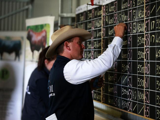 70 bulls were up for auction via the Helmsman auction system at the Paringa spring bull sale. Picture: Andy Rogers